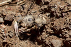 Dasymutilla coccineohirta