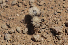 Dasymutilla coccineohirta