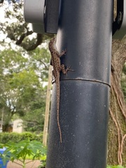Anolis sagrei