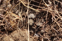 Dasymutilla coccineohirta