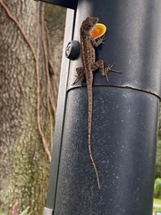 Anolis sagrei