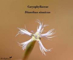 Dianthus sinaicus