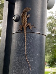 Anolis sagrei