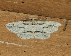 Iridopsis pergracilis