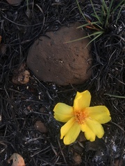 Cochlospermum