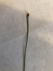 Eleocharis ovata