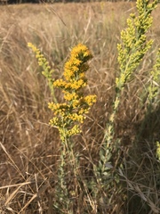 Solidago confinis
