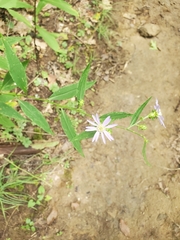 Symphyotrichum retroflexum