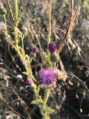 Carduus hamulosus