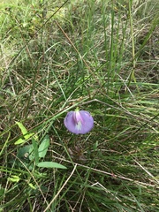 Centrosema virginianum