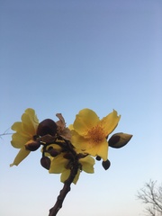 Cochlospermum