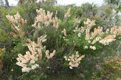 Hakea costata