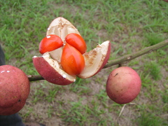 Guarea macrophylla