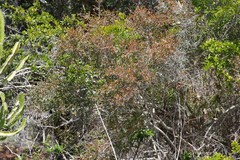 Flueggea verrucosa