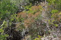 Flueggea verrucosa