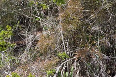 Flueggea verrucosa