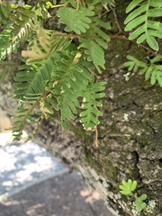 Pleopeltis michauxiana