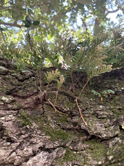 Pleopeltis michauxiana