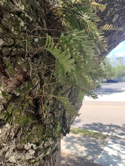 Pleopeltis michauxiana