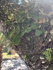 Pleopeltis michauxiana