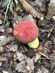 Boletus roodyi