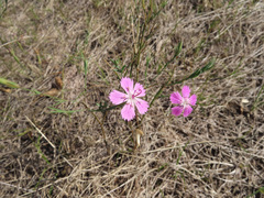 Dianthus campestris