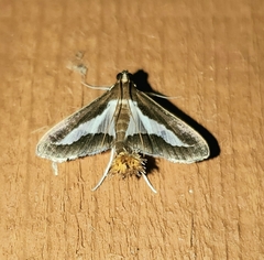 Diaphania modialis