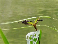 Ictinogomphus decoratus