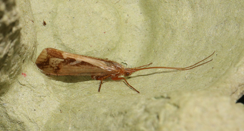 Limnephilus borealis