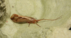 Limnephilus borealis