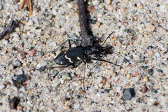Cicindela sylvatica