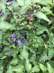 Solanum dulcamara