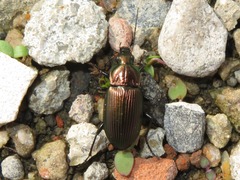 Poecilus cupreus
