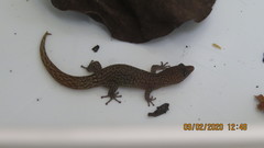 Sphaerodactylus elegantulus