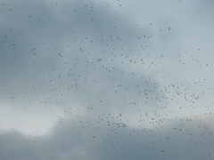 Milvus migrans