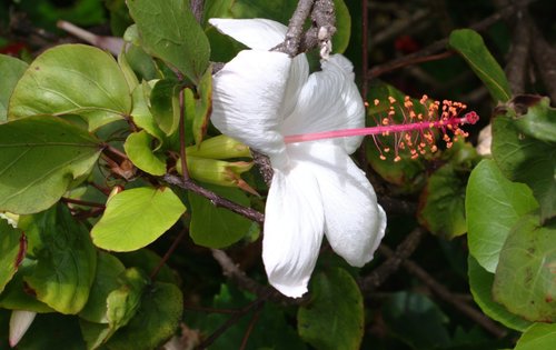 Hibiscus arnottianus