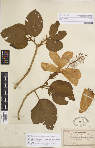 Hibiscus arnottianus