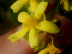 Davilla elliptica