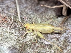 Cyrtoxipha columbiana