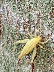Cyrtoxipha columbiana