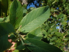 Davilla elliptica