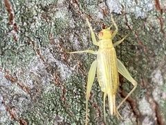 Cyrtoxipha columbiana