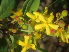 Davilla elliptica