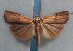 Pediasia dorsipunctellus