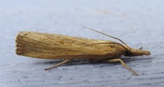 Pediasia dorsipunctellus