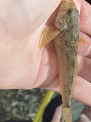 Cottus beldingii