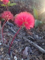 Calliandra longipes