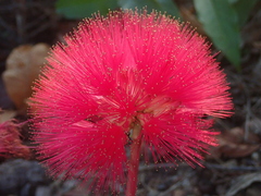 Calliandra longipes