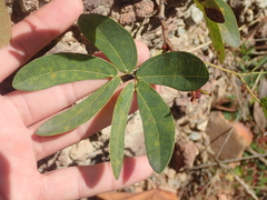 Calliandra longipes