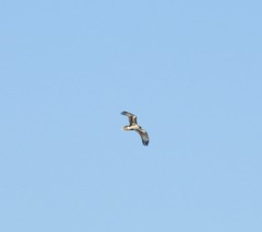 Neophron percnopterus
